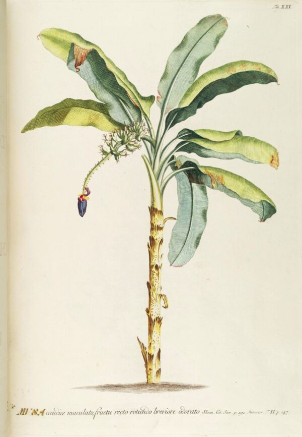 Print - Tropical 6 - Image 2