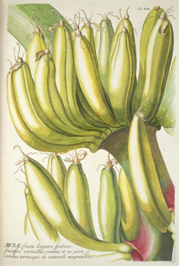 Print - Tropical 15 - Image 2