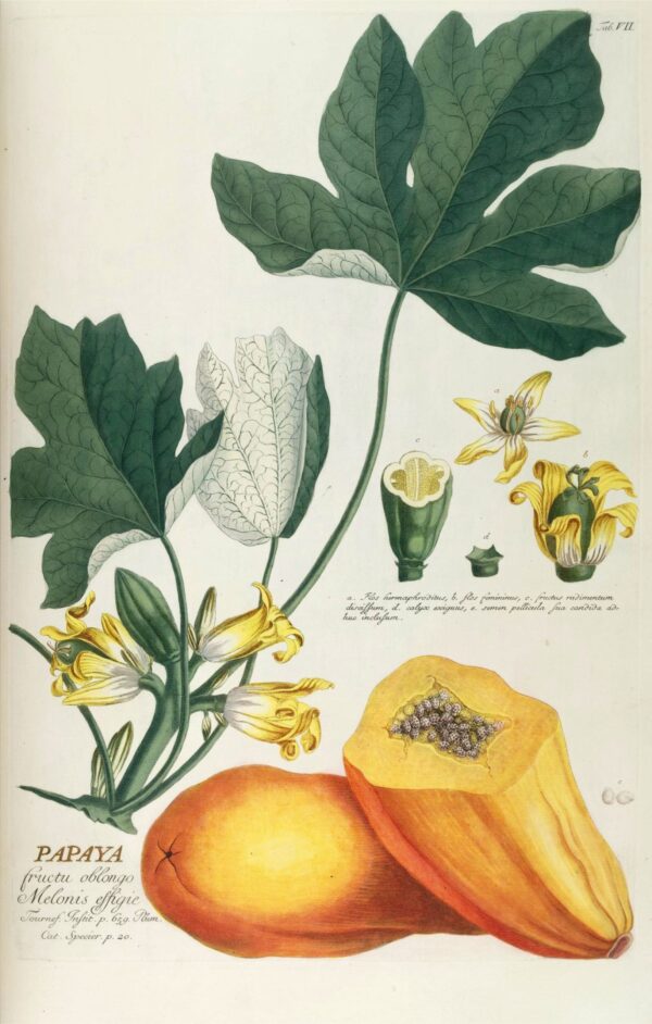 Print - Tropical 13 - Image 2