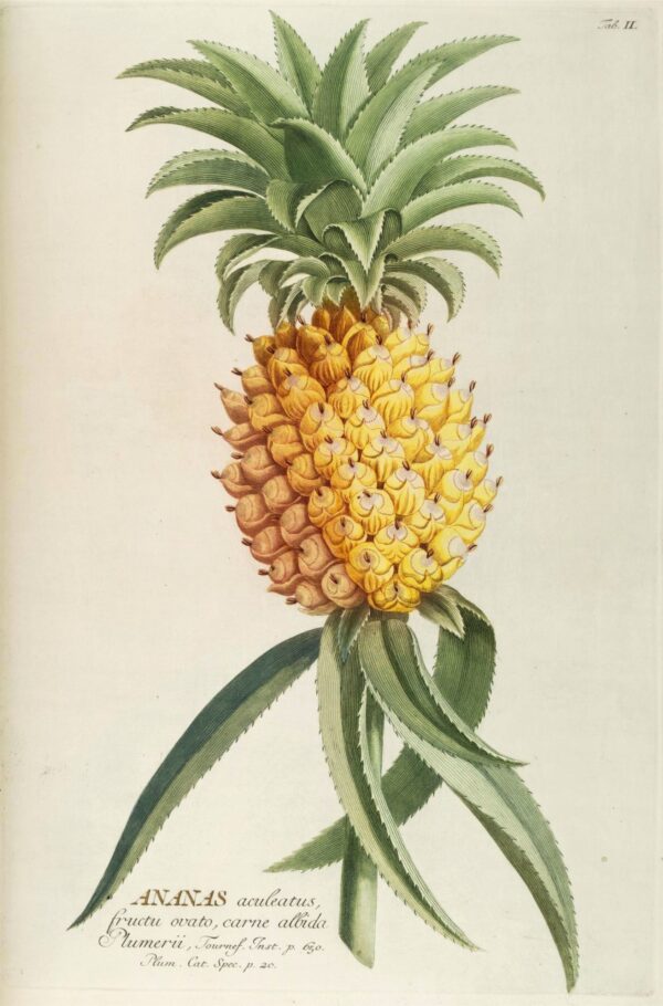 Print - Tropical 8 - Image 2
