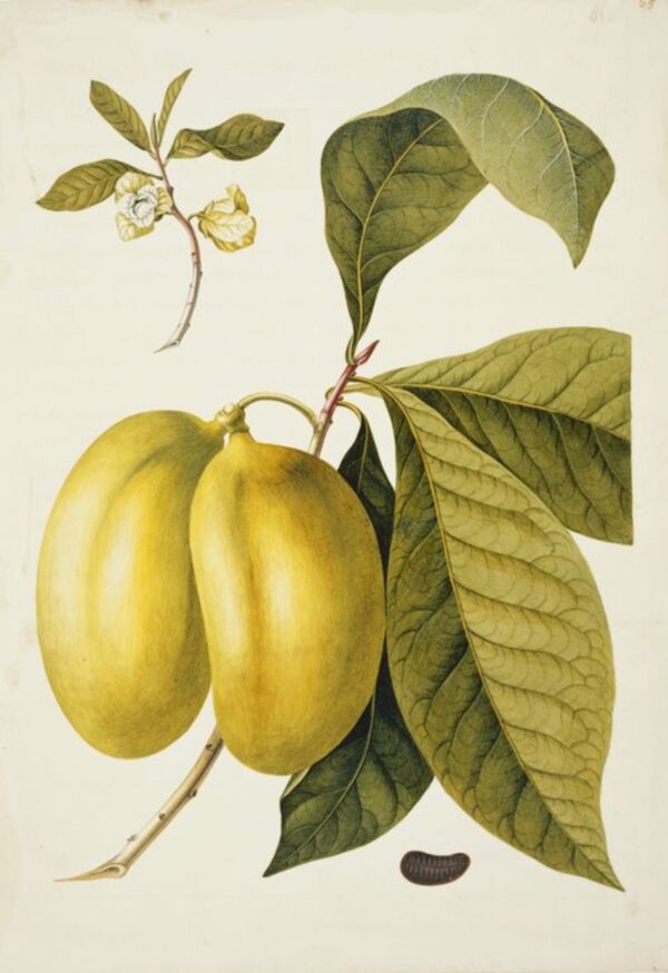 Print - Tropical 4 - Image 2