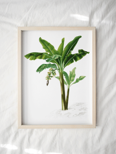 Print - Banana Tree
