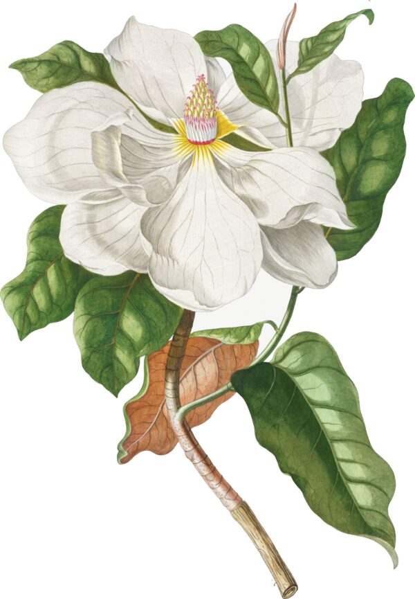 Print - Botanical Flowers 36 - Image 2