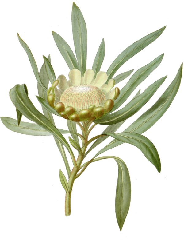 Print - Botanical Flowers 30 - Image 2