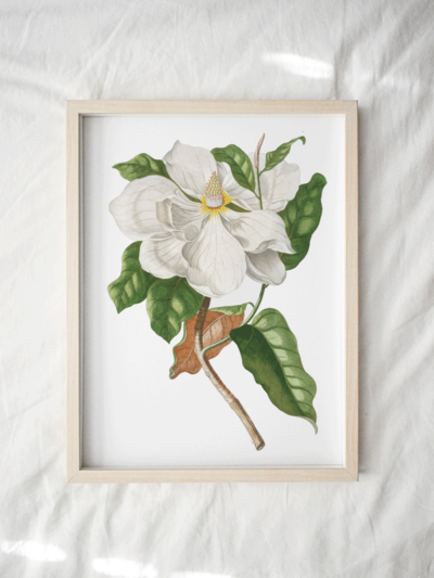 Print - Botanical Flowers 36