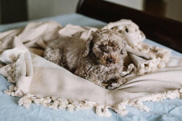 Blanket - Diamanta - Image 4