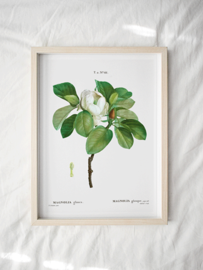 Print - Magnolia