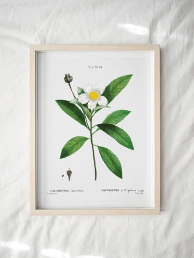 Print - Gordonia