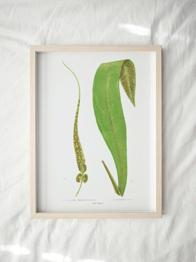 Print - Gathering Green 13