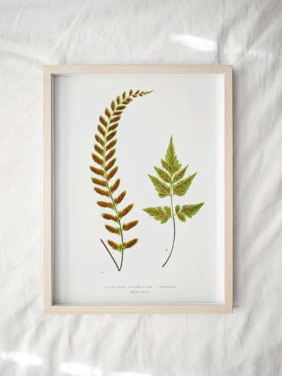 Print - Gathering Green 12