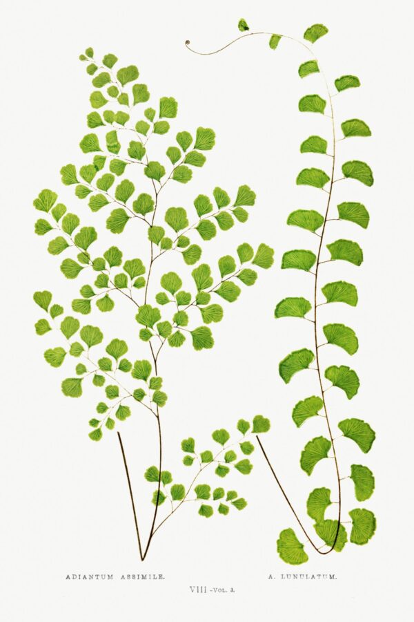 Print - Gathering Green 19 - Image 2