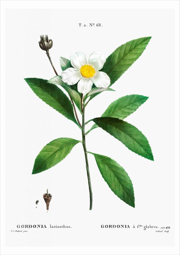Print - Gordonia - Image 2