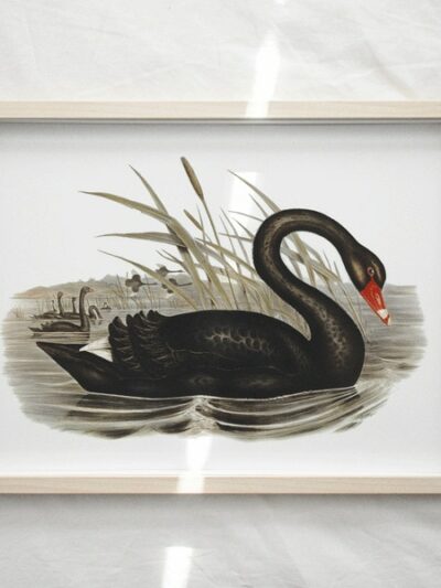Print - Black Swan