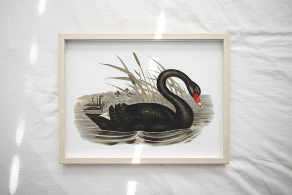 Print - Black Swan