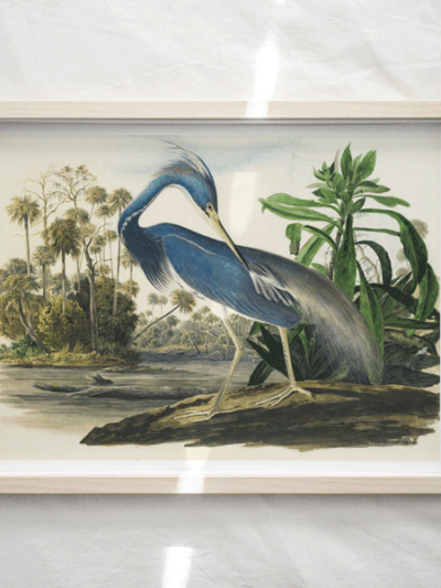 Print - Blue Heron