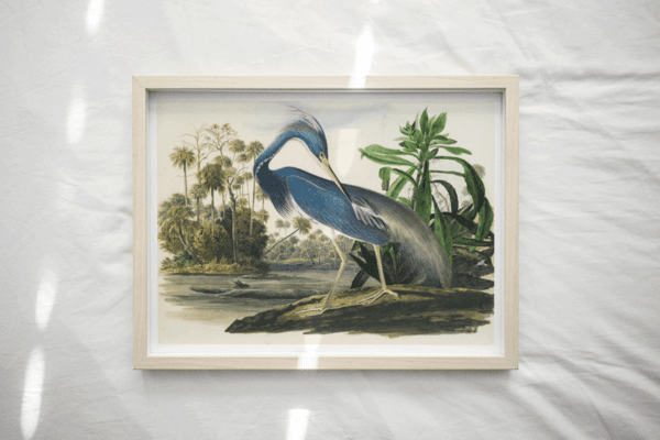 Print - Blue Heron