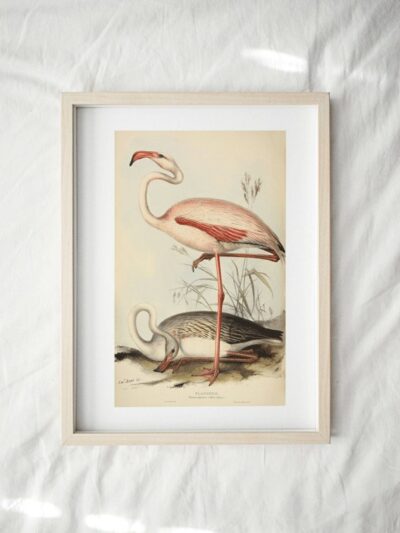 Print - Flamingo 2