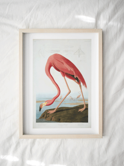Print - Flamingo 5