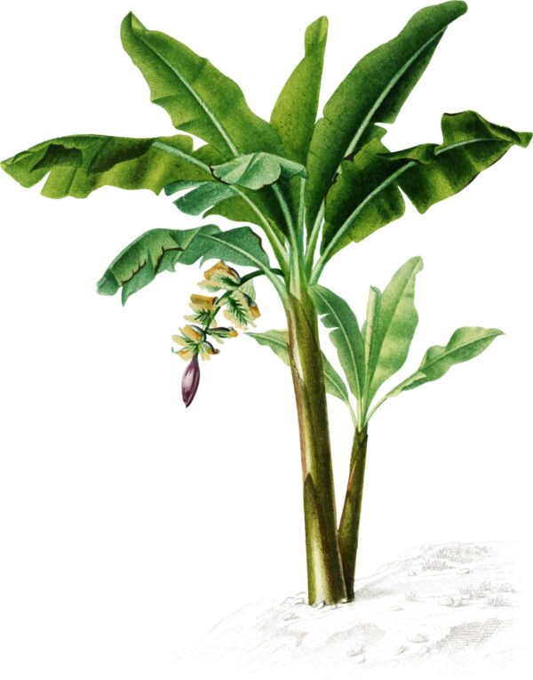 Print - Banana Tree - Image 2