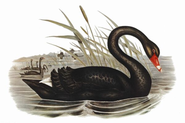 Print - Black Swan - Image 2