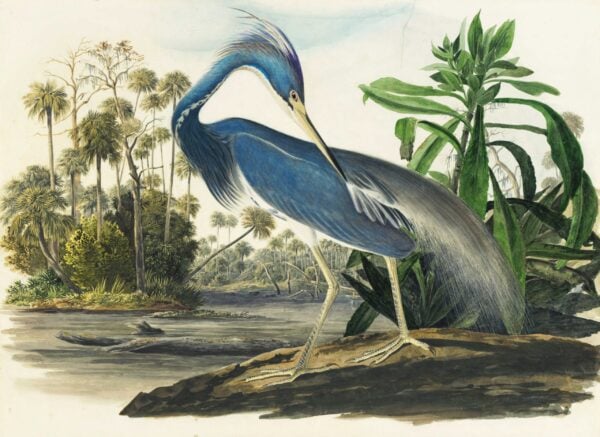 Print - Blue Heron - Image 2