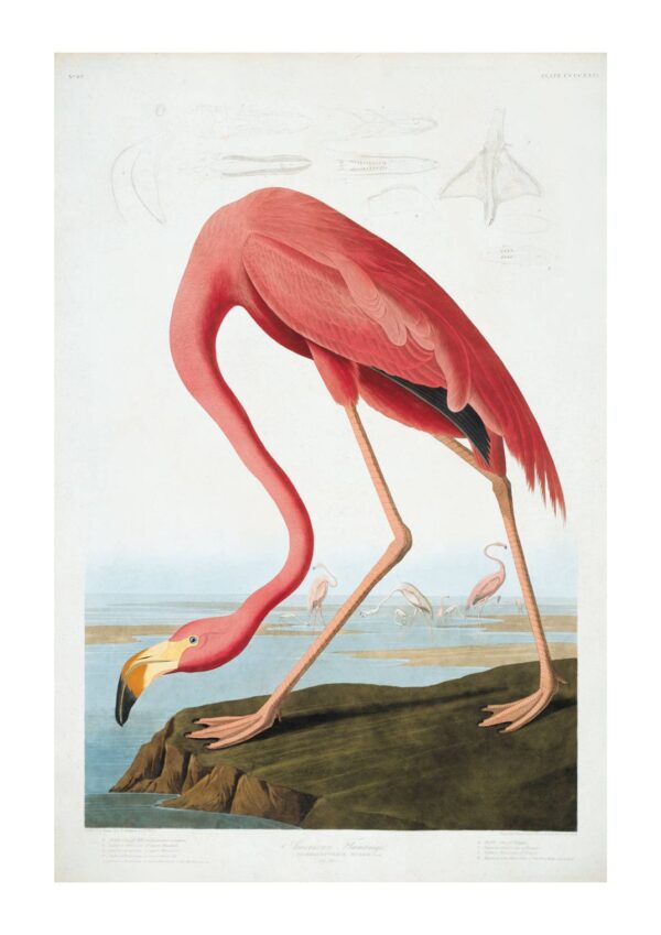 Print - Flamingo 5 - Image 2