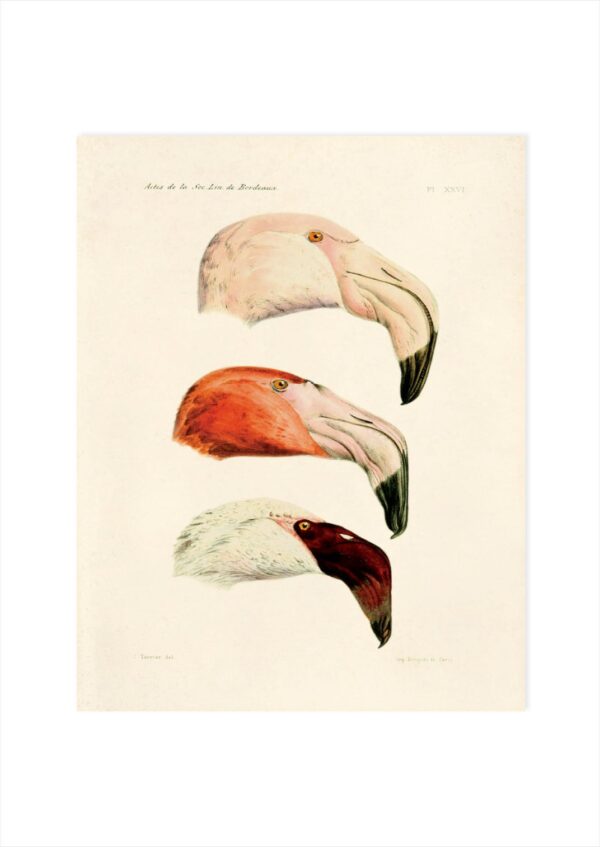 Print - Flamingo 3 - Image 2