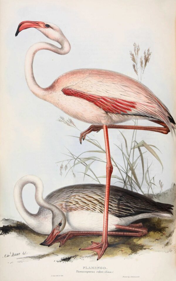 Print - Flamingo 2 - Image 2