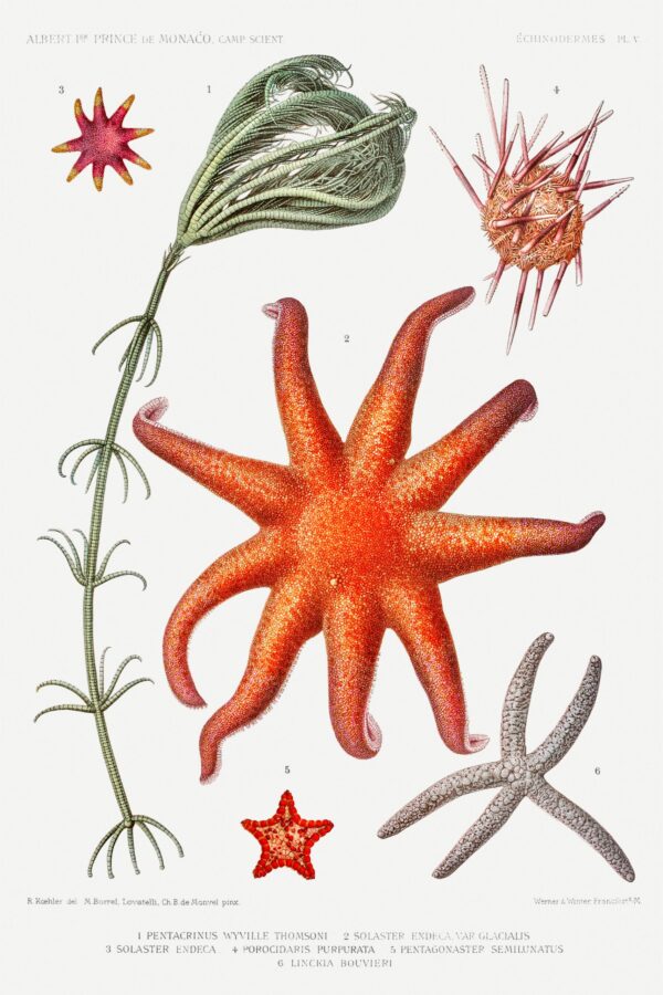 Print - Rock Pool 26 - Image 2