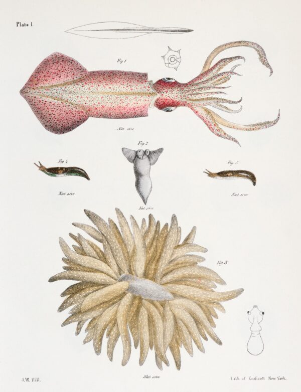 Print - Rock Pool 29 - Image 2