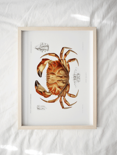 Print - Rock Pool 22