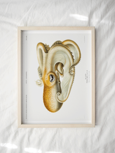 Print - Rock Pool 20