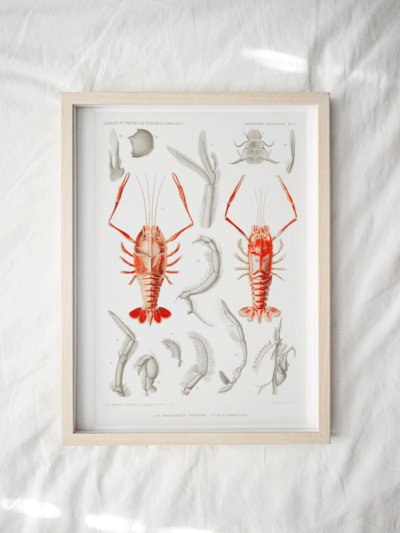 Print - Rock Pool 18