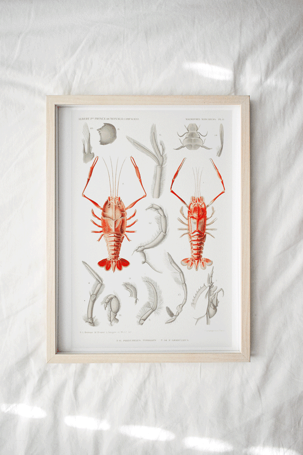 Print - Rock Pool 18