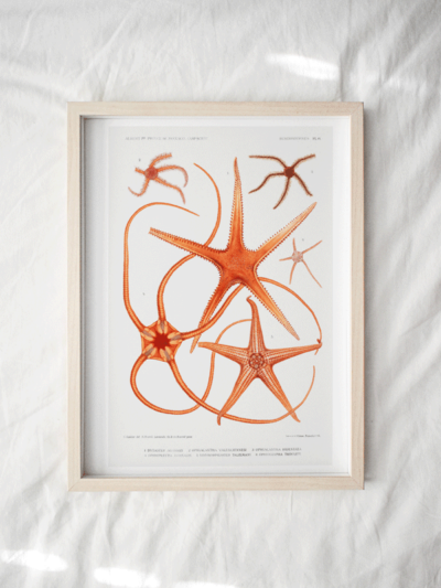 Print - Rock Pool 11