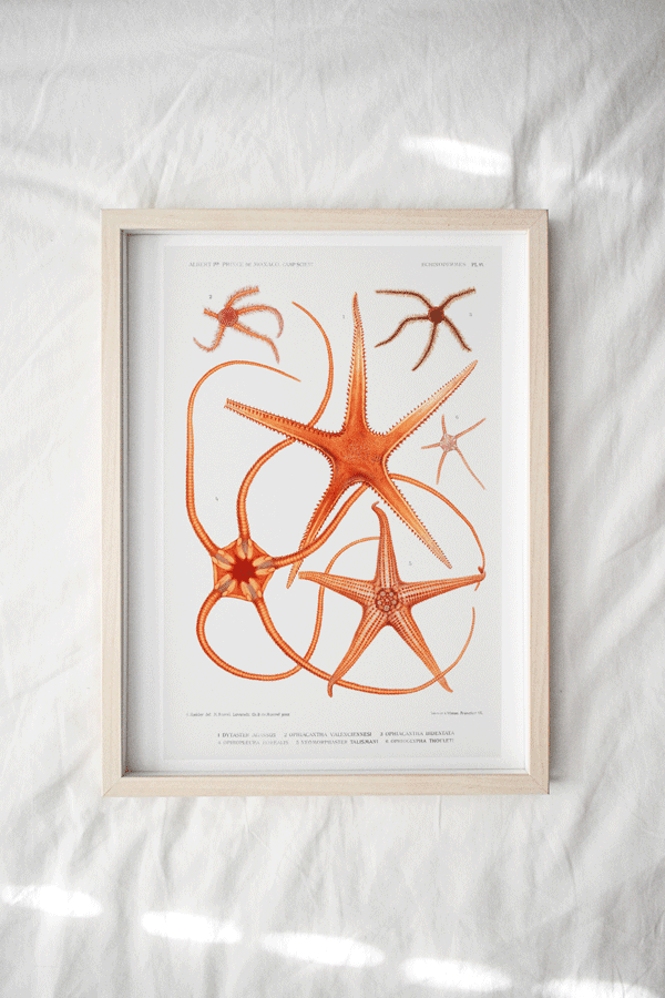 Print - Rock Pool 11