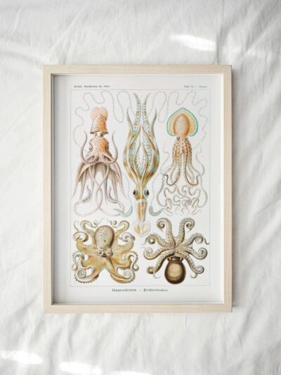 Print - Rock Pool 5