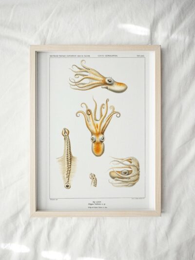 Print - Rock Pool 3