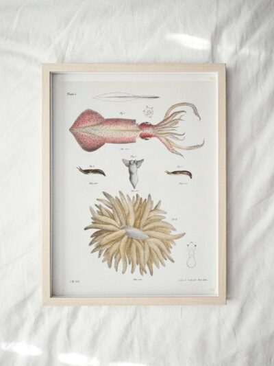 Print - Rock Pool 29
