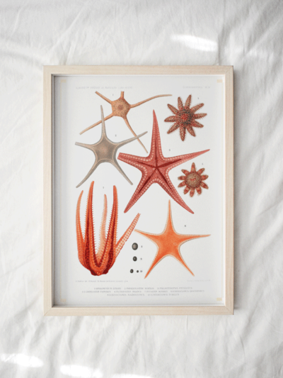 Print - Rock Pool 28