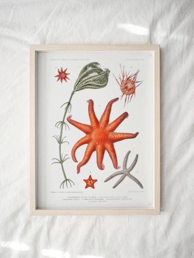 Print - Rock Pool 26