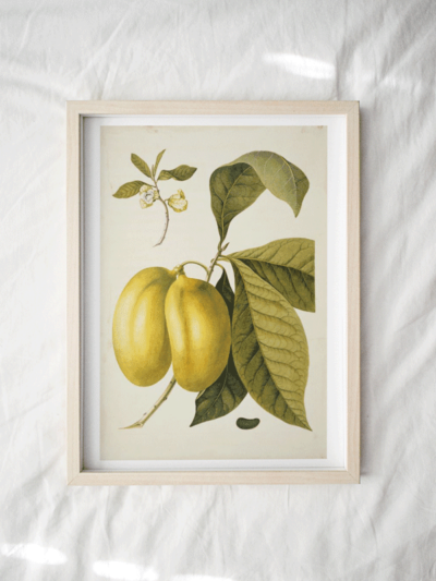 Print - Tropical 4