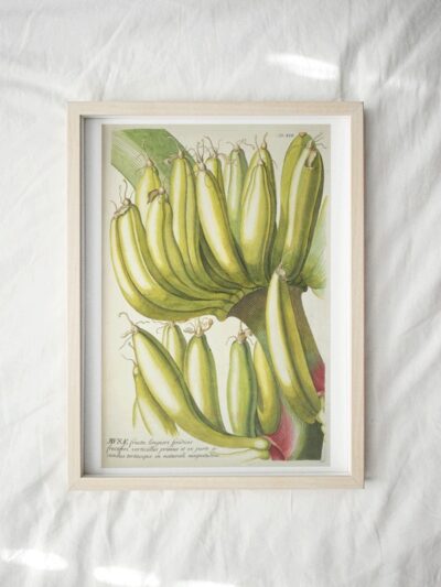 Print - Tropical 15