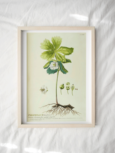 Print - Tropical 1