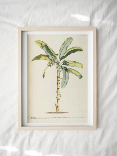 Print - Tropical 6
