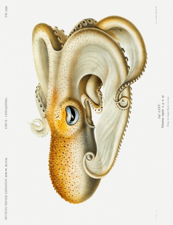 Print - Rock Pool 20 - Image 2