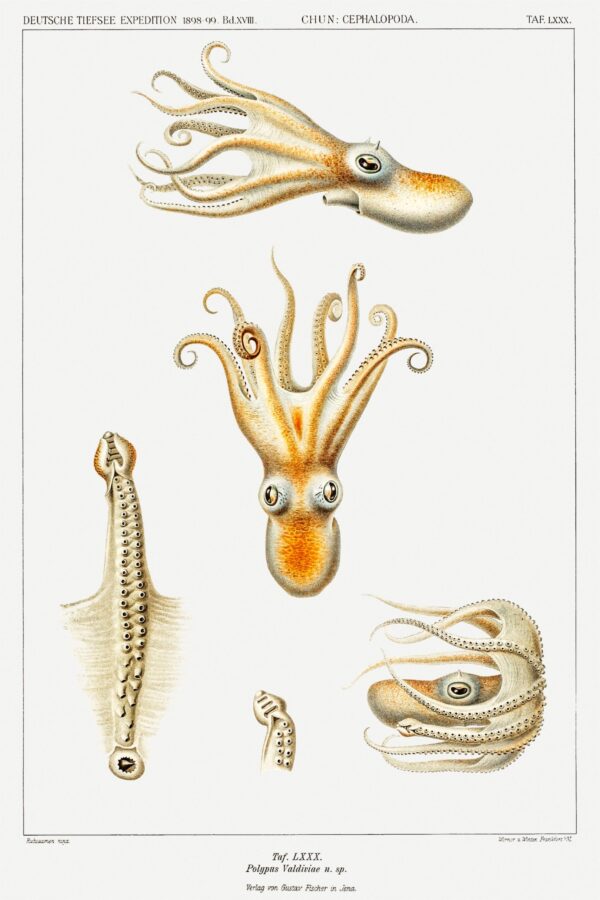 Print - Rock Pool 3 - Image 2