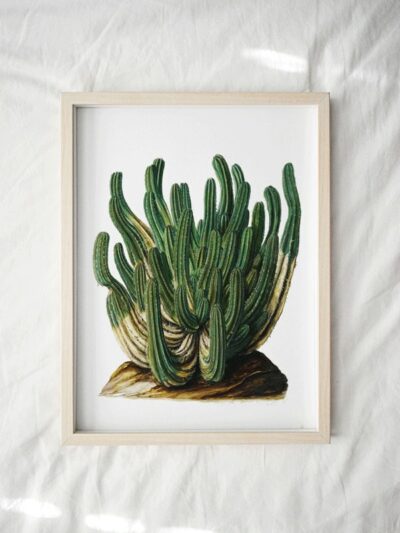 Cactus print