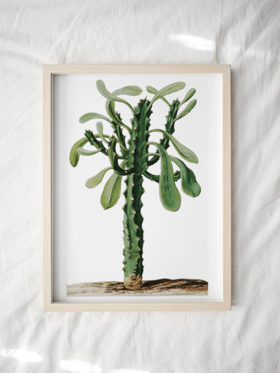 Cactus print