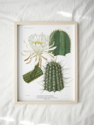 Cactus-White-Flower-print